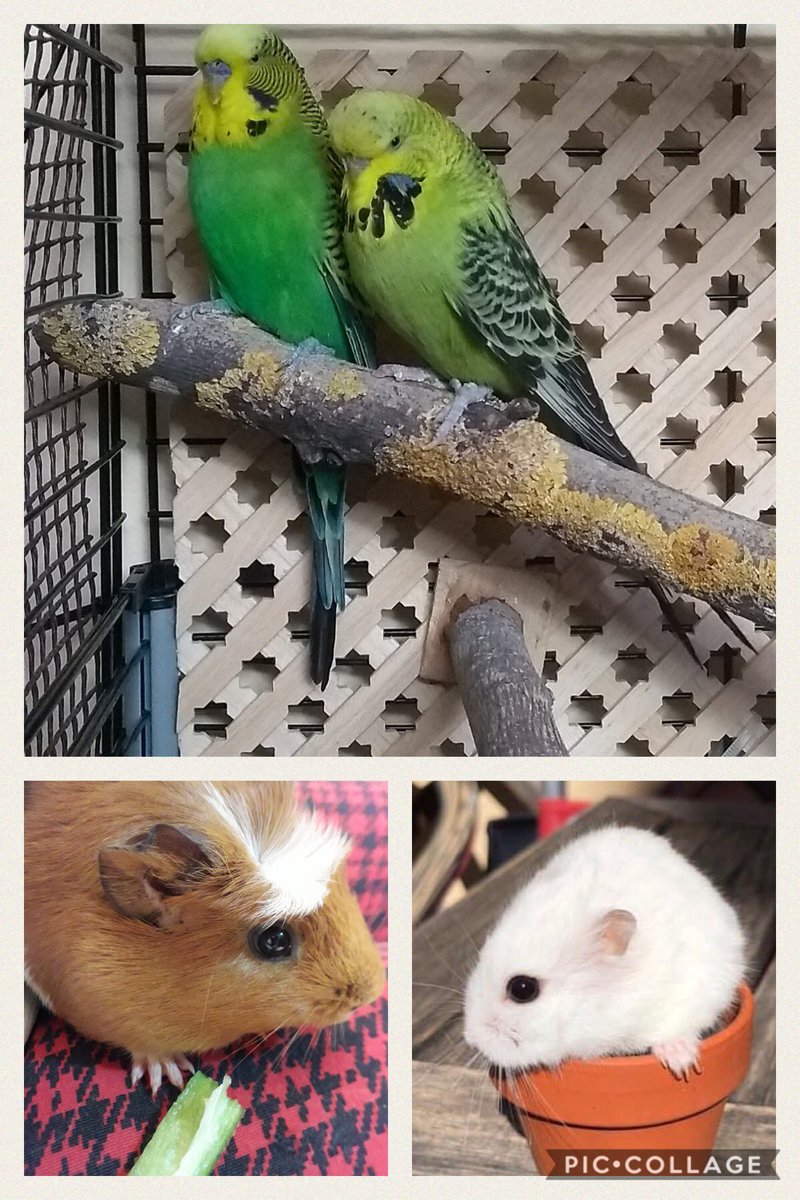 APAEToledo's tweet photo. Buenos días APAETeros! Hoy os traemos buenas noticias, nuestra pequeña Almendra, Cúrcuma y los pequeñajos Navar e Isabó están reservados y en breve formalizaremos su adopción.
No podemos estar más contentas! ❤️ https://t.co/tph0aJ2MuX