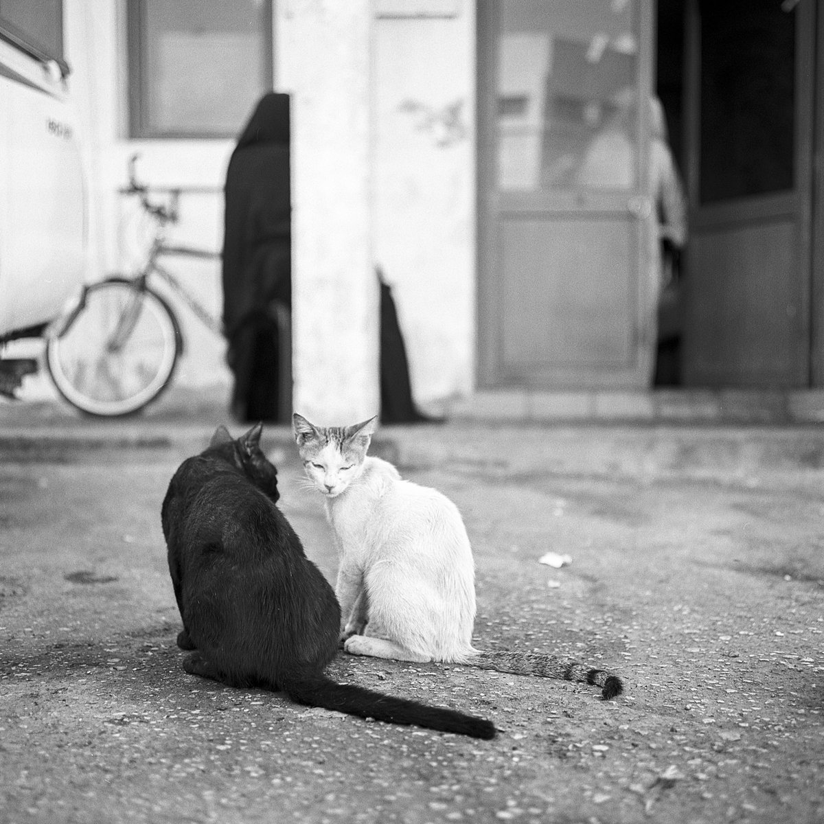 heshaaam's tweet photo. #Alhidd cats ~ #rolleiflex #tmax400 #Bahrain November 2020 #analogphotography #analogmajlis #Muharraq #blackandwhite #photography https://t.co/v5gPkaYQdX