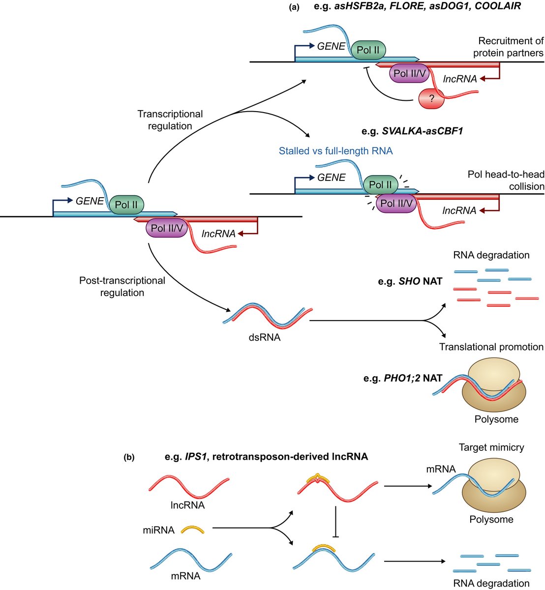 Functional classification of plant long noncoding RNAs: a transcript is known by the company it keeps <a href="/arg_epilab/">Federico Ariel</a> <a href="/IAL_CONICET/">IAL-Comunica</a> <a href="/LuViFerrero/">Lucía Ferrero</a> #Tansleyinsight  nph.onlinelibrary.wiley.com/doi/10.1111/np…
