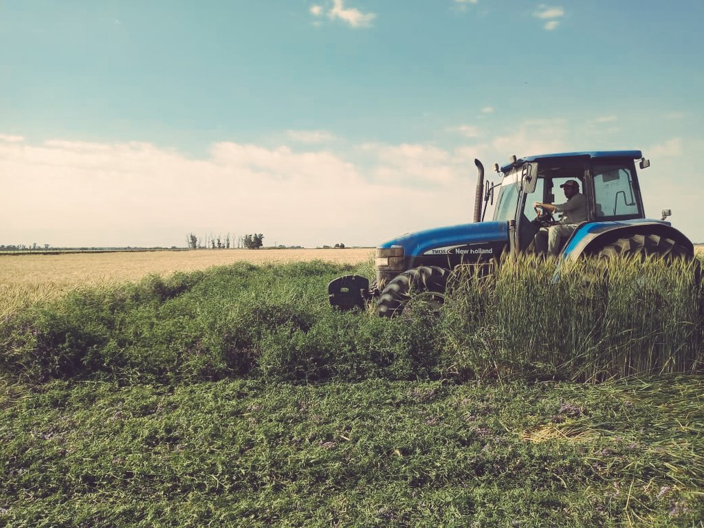 WalterINTAVille's tweet photo. Red de ensayos de CC. Localidad Drabble. Rolando ensayo de CC con y sin pastoreo. Tratamientos: testigo, triticale, vicia y t+v. #cultivosdecobertura
@intaargentina @mauro_rampo @aapresid @IntaPergamino @intasuelos @YSuelos @GuillermoRivet1 @ConsultoraOeste @grupoElLabrador https://t.co/J0YanT1xje