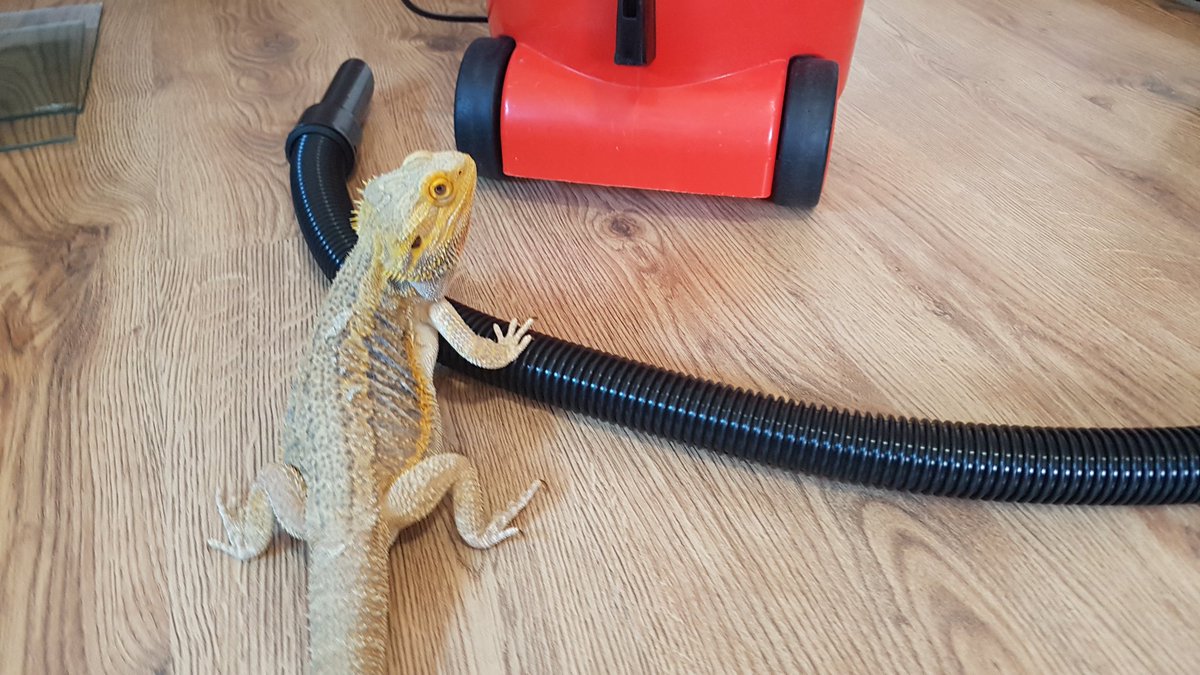 gower118's tweet photo. Somehow I think he wants to clean his home by himself https://t.co/6LnxptOW5i