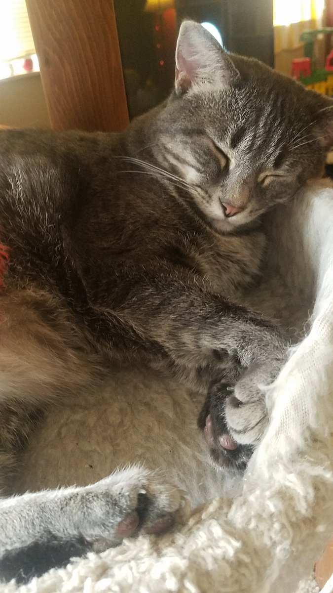 For reaching 1400 followers I present the Mighty Ones Mascot, Peggy! She hopes you enjoy listening to the show!!