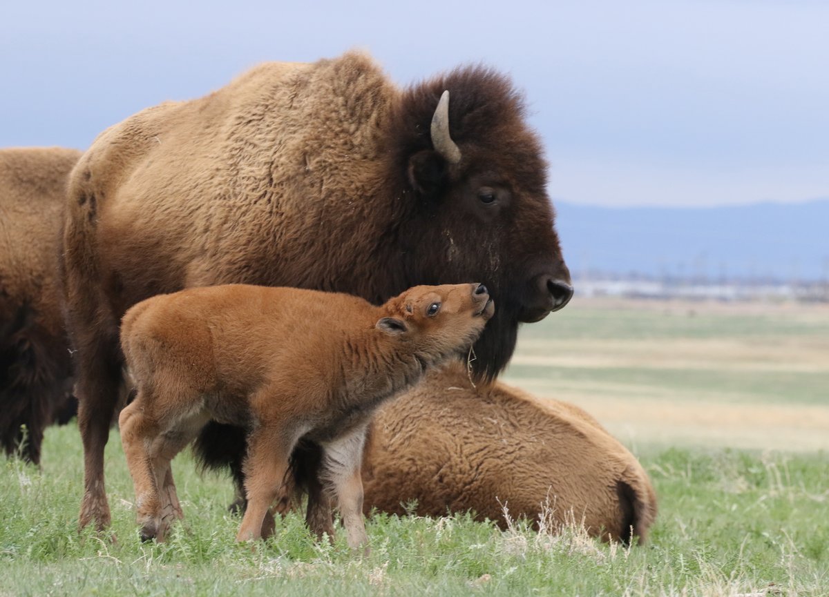 USFWS's tweet photo. Happy National Bison Day! Discover 15 fun facts about America’s national mammal: https://t.co/X5KQDX9OdU Photo: #Bison at Rocky Mountain Arsenal National #WildlifeRefuge near Denver, Colorado by Ray Fetherman https://t.co/PMnD9b9RSu