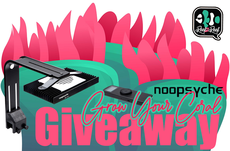 SHNICI's tweet photo. https://t.co/BDx5MRx705

#Noopsyshe  #Reef2reef #Giveaway https://t.co/f1u9EgFn6E