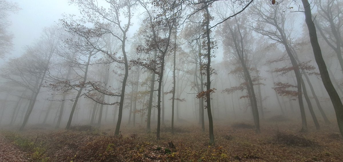 MatusStraznicky's tweet photo. V Středohoří sme dnes nemali výhľady ale tajomný les #kostalov #ovcin https://t.co/mgWysDAVgn