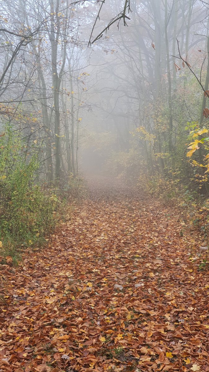 MatusStraznicky's tweet photo. V Středohoří sme dnes nemali výhľady ale tajomný les #kostalov #ovcin https://t.co/mgWysDAVgn