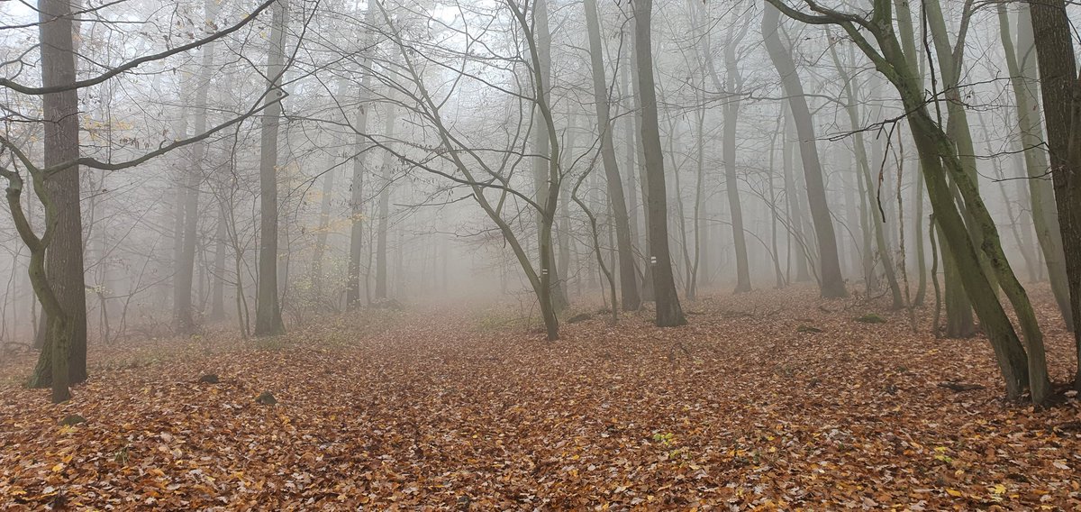 MatusStraznicky's tweet photo. V Středohoří sme dnes nemali výhľady ale tajomný les #kostalov #ovcin https://t.co/mgWysDAVgn
