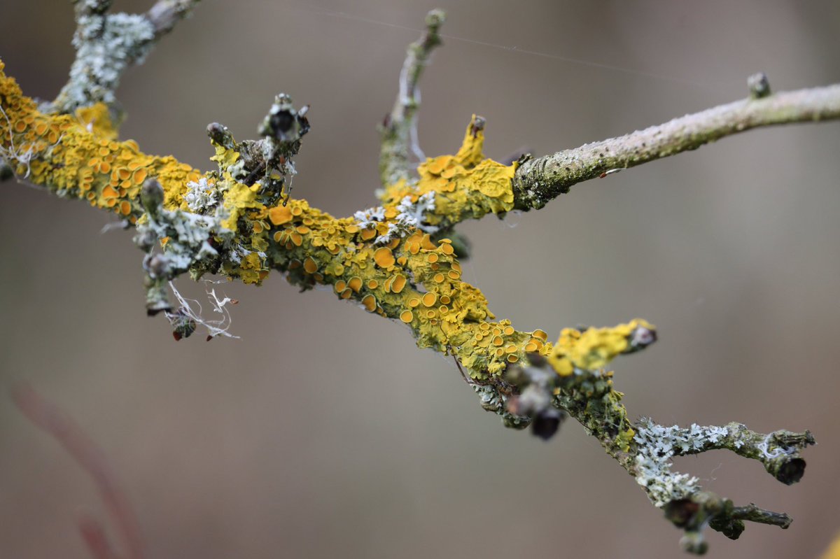 DanSh1elds's tweet photo. This lichen is called Maritime Sunburst, but can you also spot the spider? 🕷  #lockdownsafari #Autumnwatch #Penketh https://t.co/D5BEHovR1i