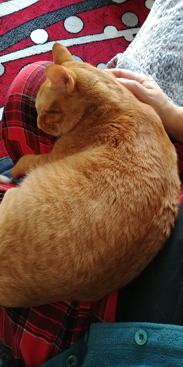 JodesJots's tweet photo. #Caturday #Catlocked again! #LifeWithAngus chores can wait a bit (again!) 💛 https://t.co/dJFv30d7SY