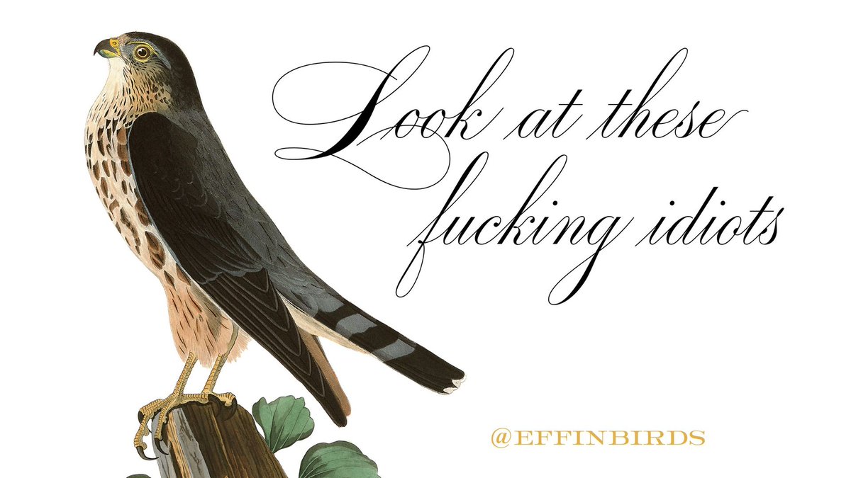 EffinBirds's tweet photo. https://t.co/Df60Z9JaoE