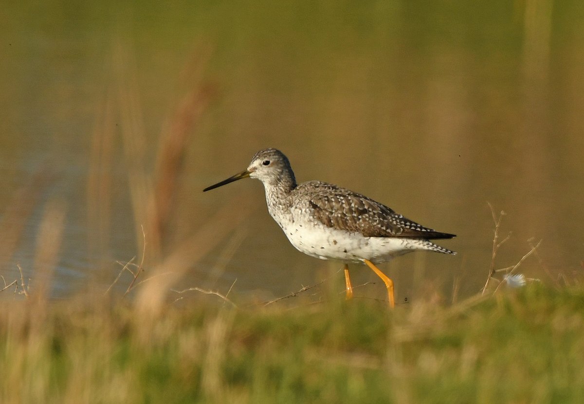The Greater Yellowlegs at Dunwich pools, Suffolk.