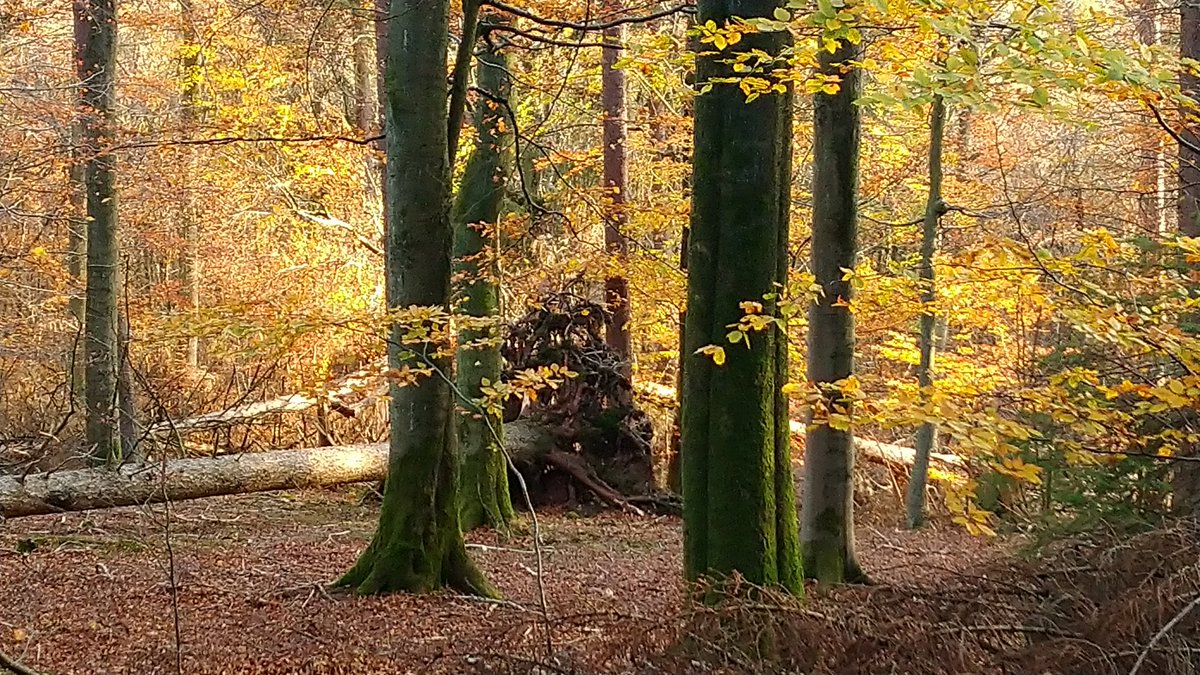 parttime_witch's tweet photo. Autumn hike this afternoon.
Catching autumn vibes as my daughter said 💛🧡❤️
#eifel #kermeter #rureifel https://t.co/KMlJdaybHu