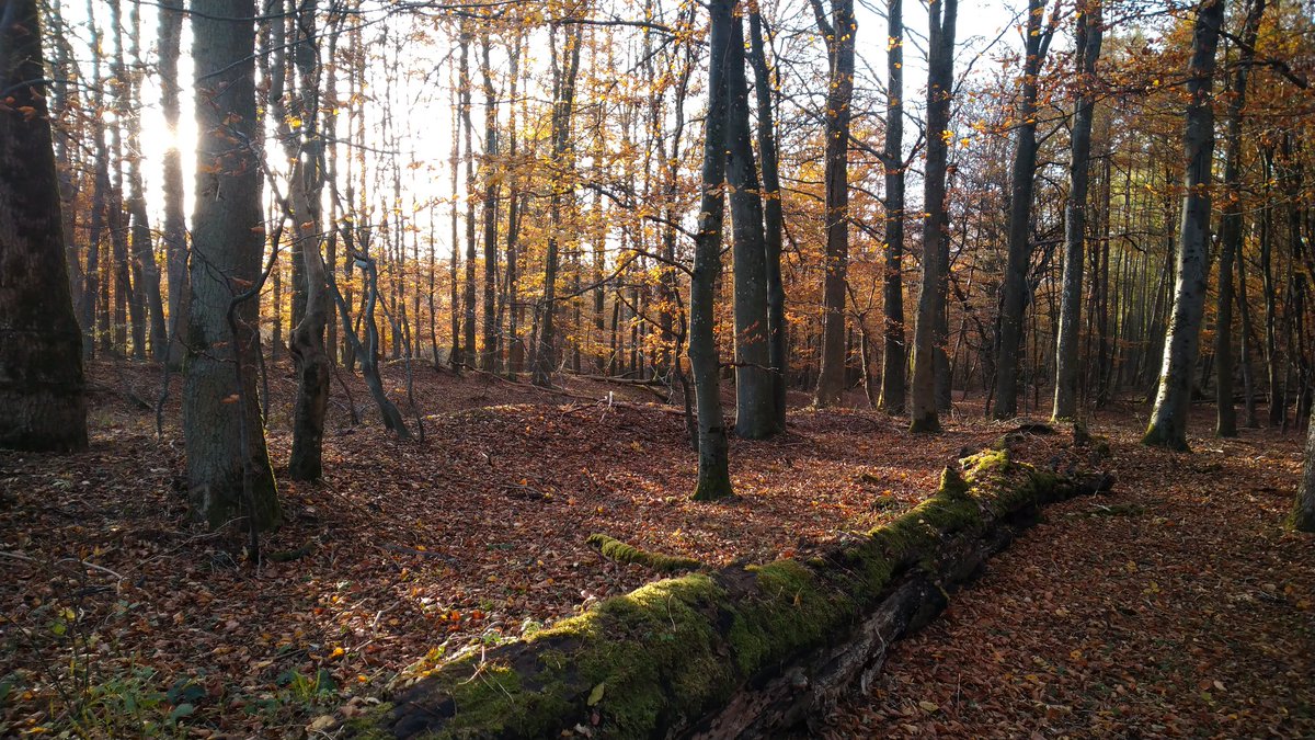 parttime_witch's tweet photo. Autumn hike this afternoon.
Catching autumn vibes as my daughter said 💛🧡❤️
#eifel #kermeter #rureifel https://t.co/KMlJdaybHu