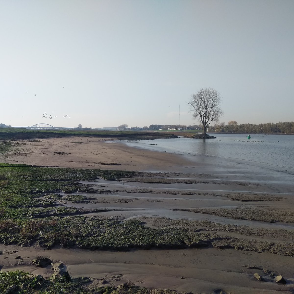 struingids's tweet photo. Vandaag verkenden we een stuk Lekoever tussen Vianen en Hagestein #lekstrand #tussenlekenlinge @5heerenlanden @CeesTaal @vrijstad_vianen @UtrechtRegion @UtrechtteVoet #strand #rivierenland #struinen #vistrap #stuwhagestein @lingestreek #vianen #riviernatuur @tevoet #struingids https://t.co/Bhp6z3l3ld