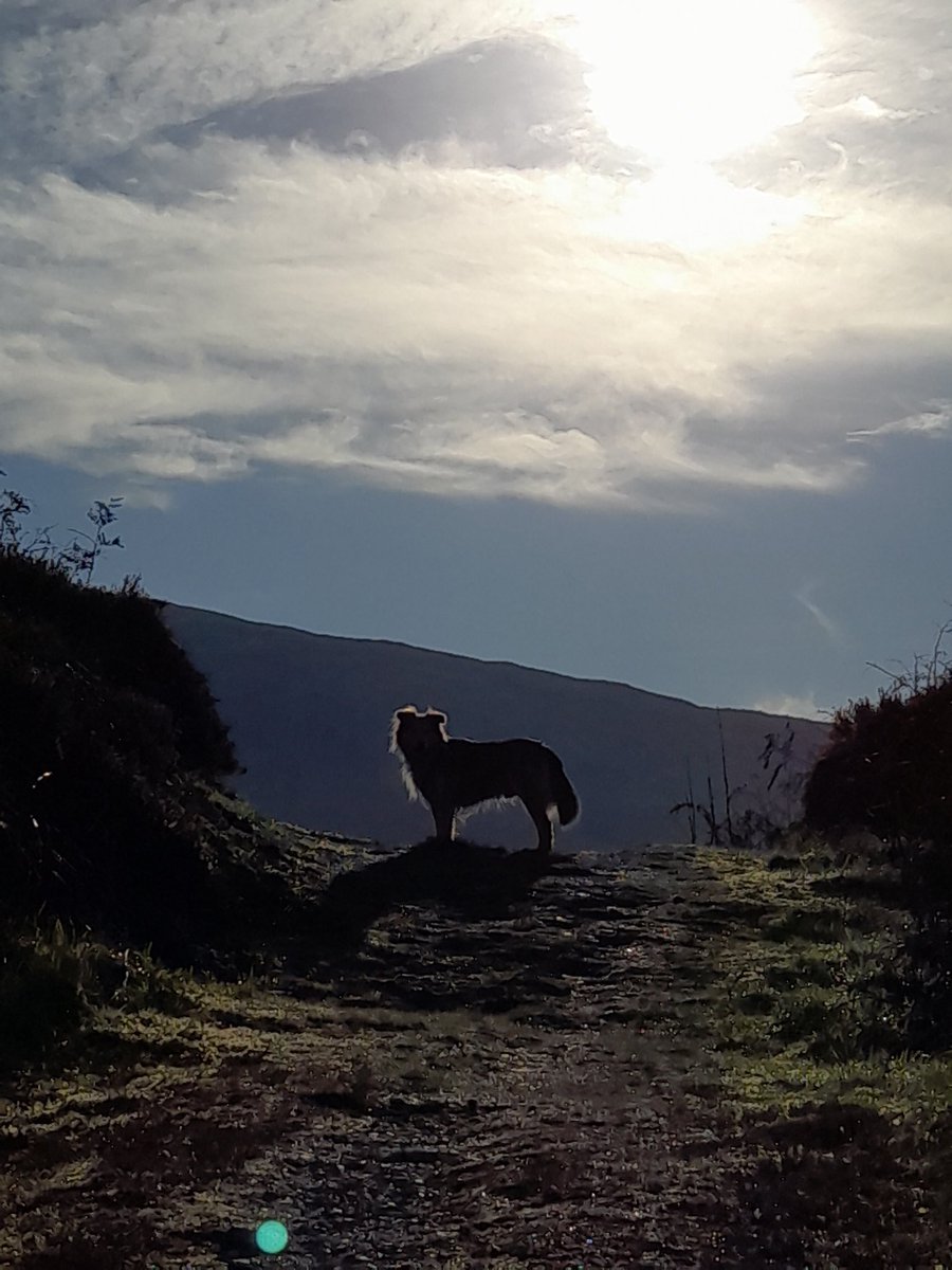 K9Dug's tweet photo. #NotAmsterdam
Posing bastard https://t.co/vtFO2PoS7N