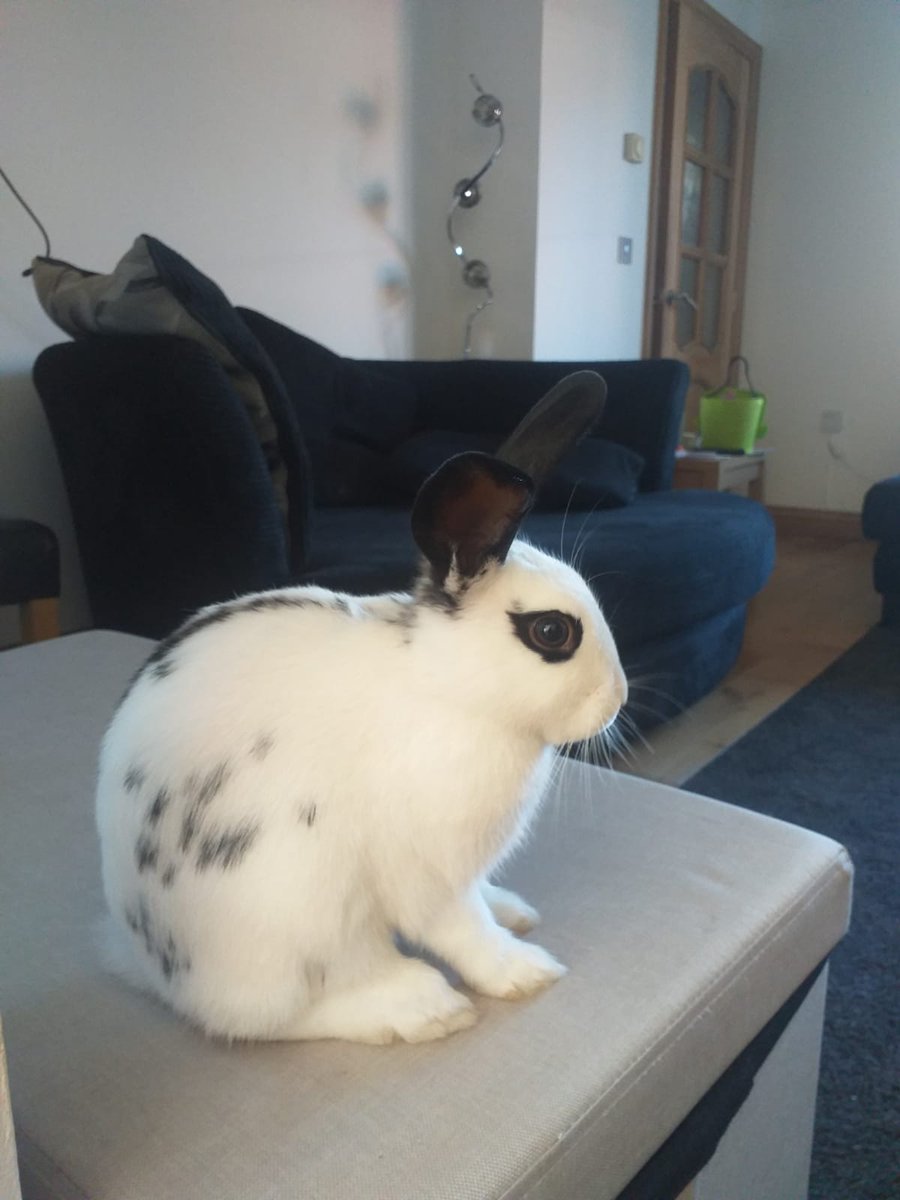 RFootie's tweet photo. Silva is the grey and white one and oreo is the one with black and white! They are really cute @RacMcCarthy https://t.co/vWWusNBL59
