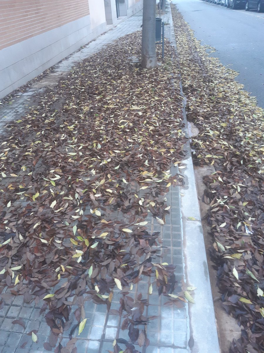 PerGarriga's tweet photo. Amb el vent i la pluja s'han apilat les fulles. Ara esperarem 15 dies a veure si hi surten bolets o algo.... #LesFranqueses #Llerona https://t.co/jyFqF0jXNh