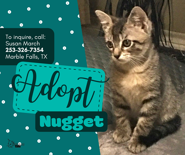 This is Nugget! He's ready to move into his furever home. He was posted on the Hill Country Cats page, but no nibbles yet. I'm sure it isn't because Nugget isn't cute enough  so it might be that not enough people know about him. Let me tell you his story...(1/5)