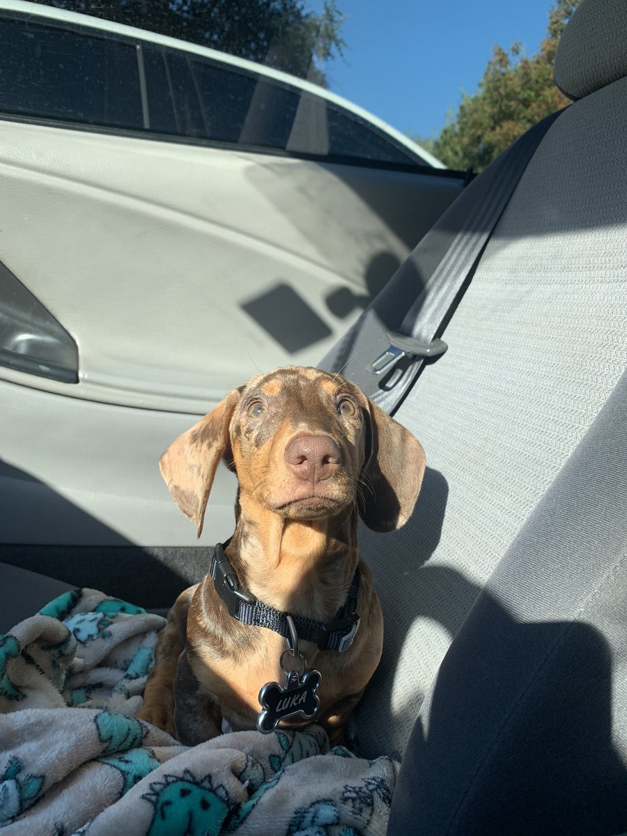 sofiaagarciaa7's tweet photo. Your daily dose of Luka🥰 https://t.co/EJj6OqAhTf