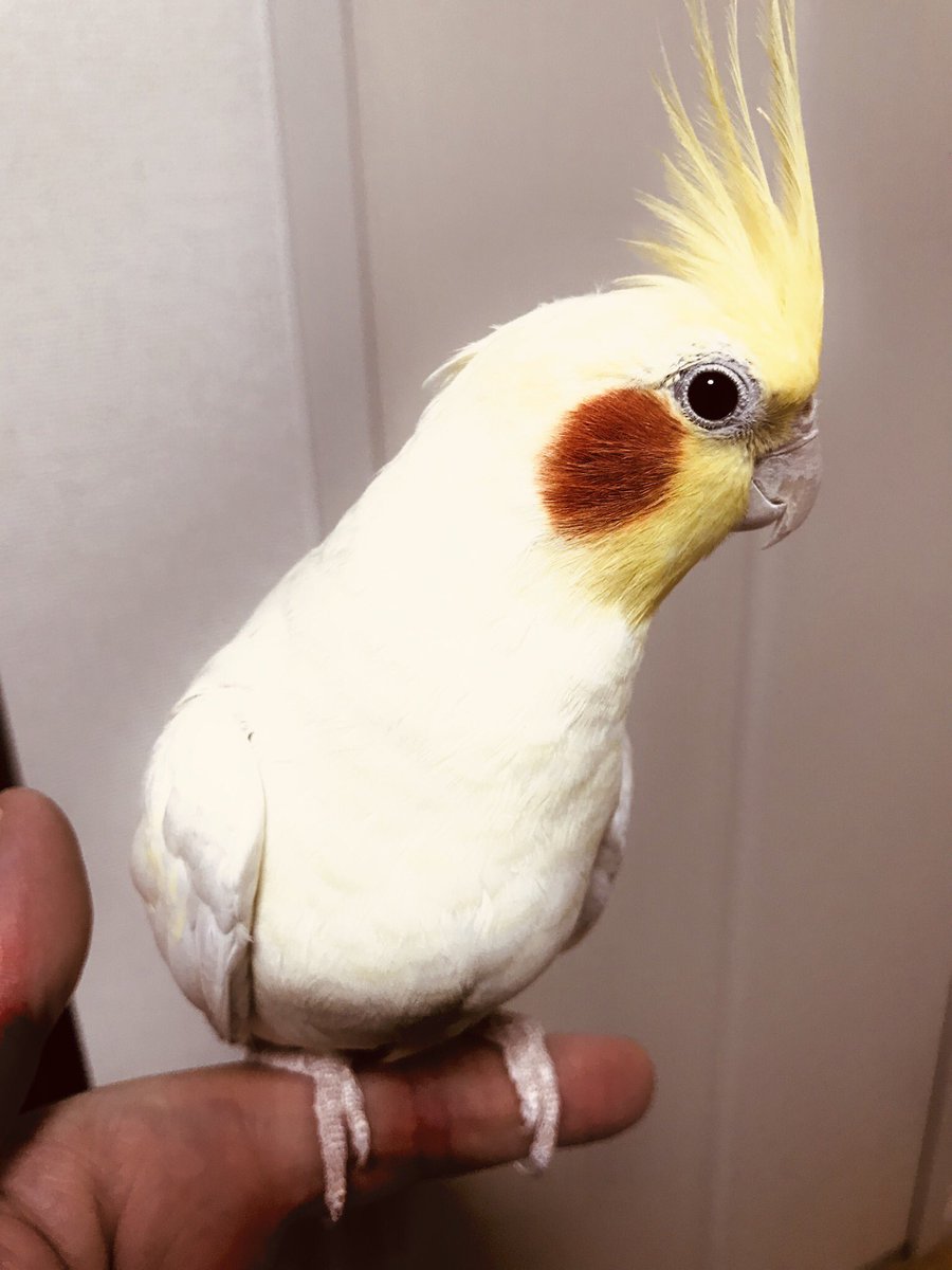 トミー 鳥可愛い 少年ボウイ キノコさん トミー 鳥可愛い 少年ボウイ キノコさん