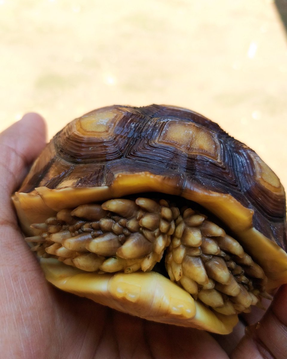 Gak mau liat #pemersatubangsa