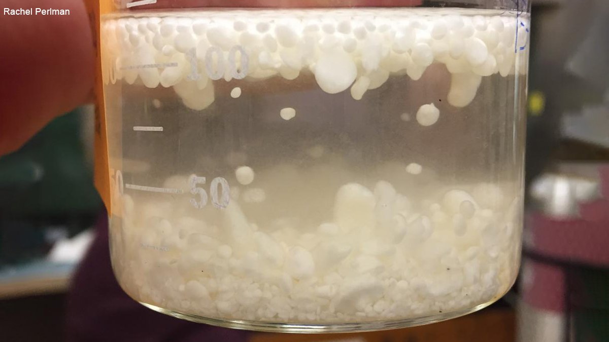 CellPressNews's tweet photo. These tiny sponges used to be #musselshells! Researchers accidentally created a soft form of the #calciumcarbonate found in mussel shells, which can absorb water, oil, and dyes. Read more in @Matter_CP https://t.co/7vgi2lyrda https://t.co/9EqhGUys5E