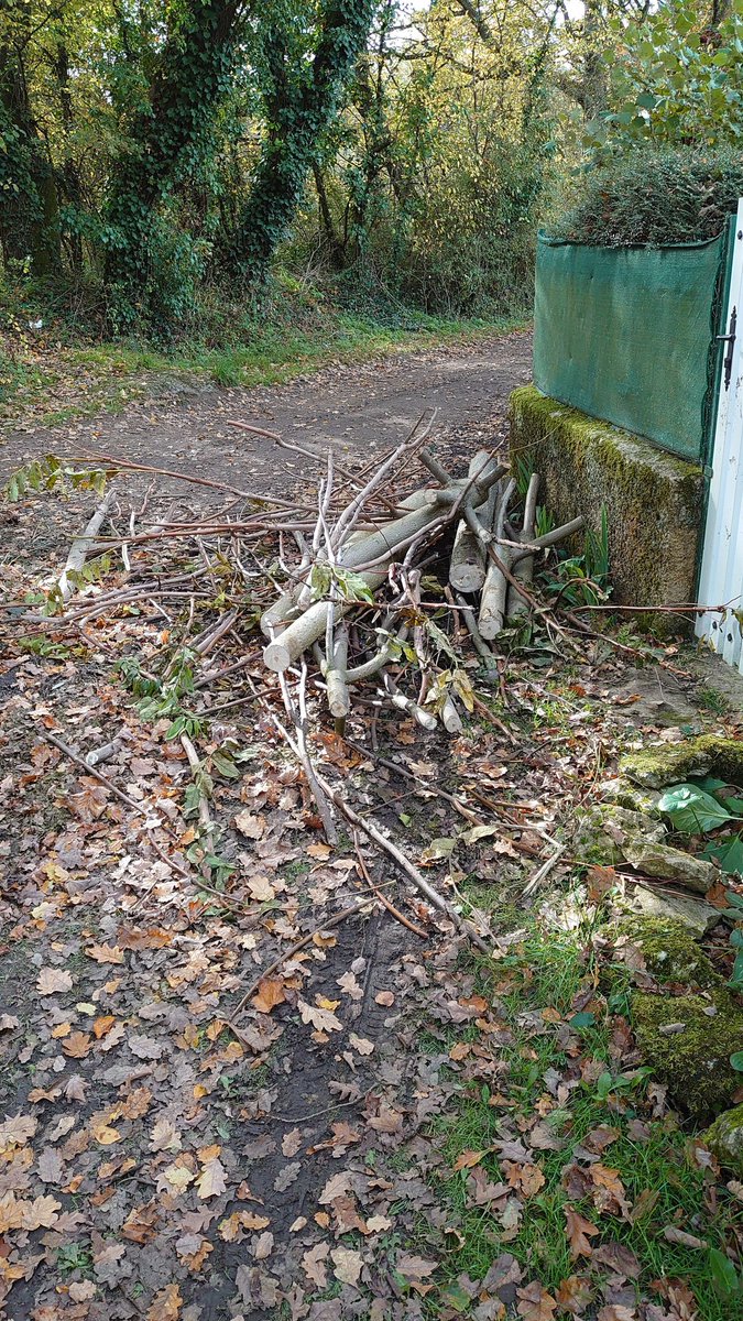 Cyril Faraus tweet media