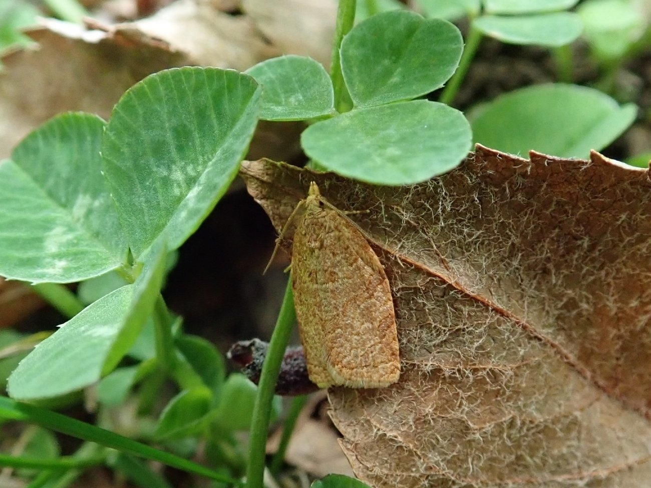 Bergkatze べるくかっつぇ リンゴコカクモンハマキ Adoxophyes Orana Fasciata Walsingham 1900 11 07 まだ居たの 鱗翅 ハマキガ科 リンゴコカクモンハマキ T Co Lc8drqx0bj Twitter