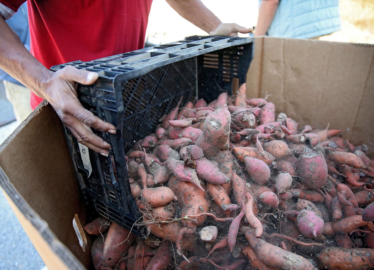 mikesimonsphoto's tweet photo. The #Tulsa Botanic Garden usually plants pretty flowers in a bed by the visitor center. With so many people in need  due to the #covid_19 pandemic they decided to plant sweet potatoes. They donated over a ton to the Community Food Bank of Eastern Oklahoma. #hunger #coronavirus https://t.co/WiyXhTEdOv