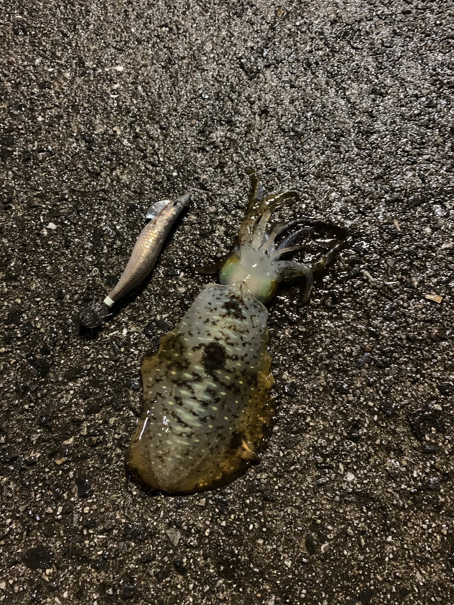 釣り坊 週末は釣り日和 Tsgn3mkwzdszbsh Twitter