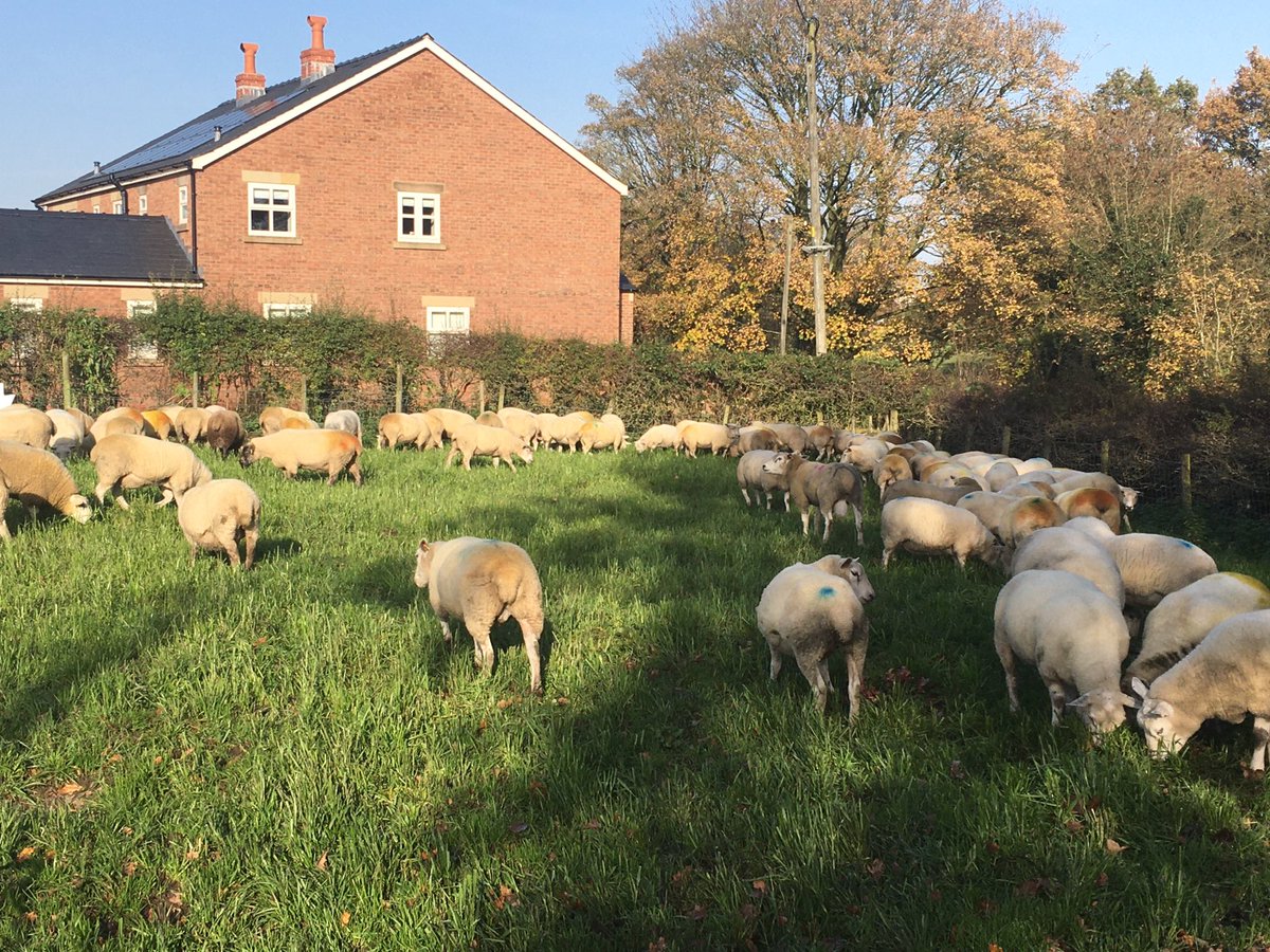 RuralMersey's tweet photo. Checking rams on day 10. Don’t want to get wet in week. 60% marked.🥳 https://t.co/nm2zlAnIwd