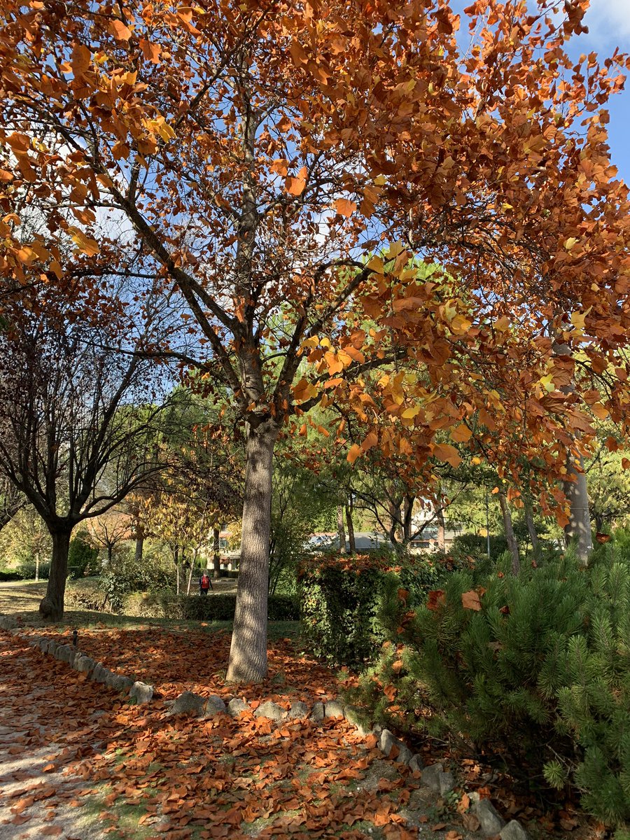 blablavirg's tweet photo. Colori d’autunno 🍁🍂 presso Percorso Vitae @univUda https://t.co/fIsbJBM6Fh