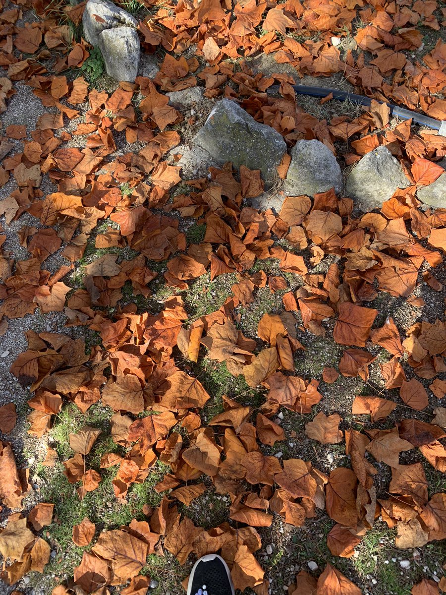 blablavirg's tweet photo. Colori d’autunno 🍁🍂 presso Percorso Vitae @univUda https://t.co/fIsbJBM6Fh