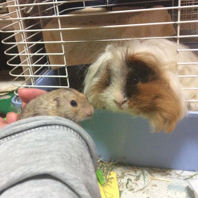 ステップレミングのtwitterイラスト検索結果