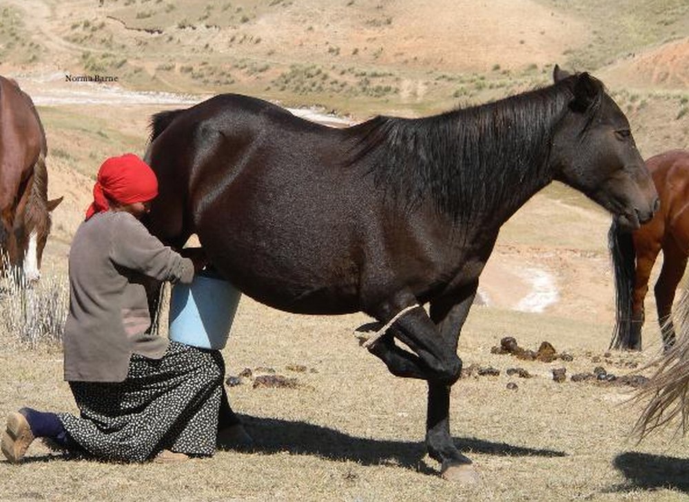 Se expandieron hacia Mongolia, y en esqueletos de la Edad de Bronce recuperados en sus estepas se han encontrado evidencias de los Yamnaya y su estilo de vida pastoril orientado al consumo de lácteos.