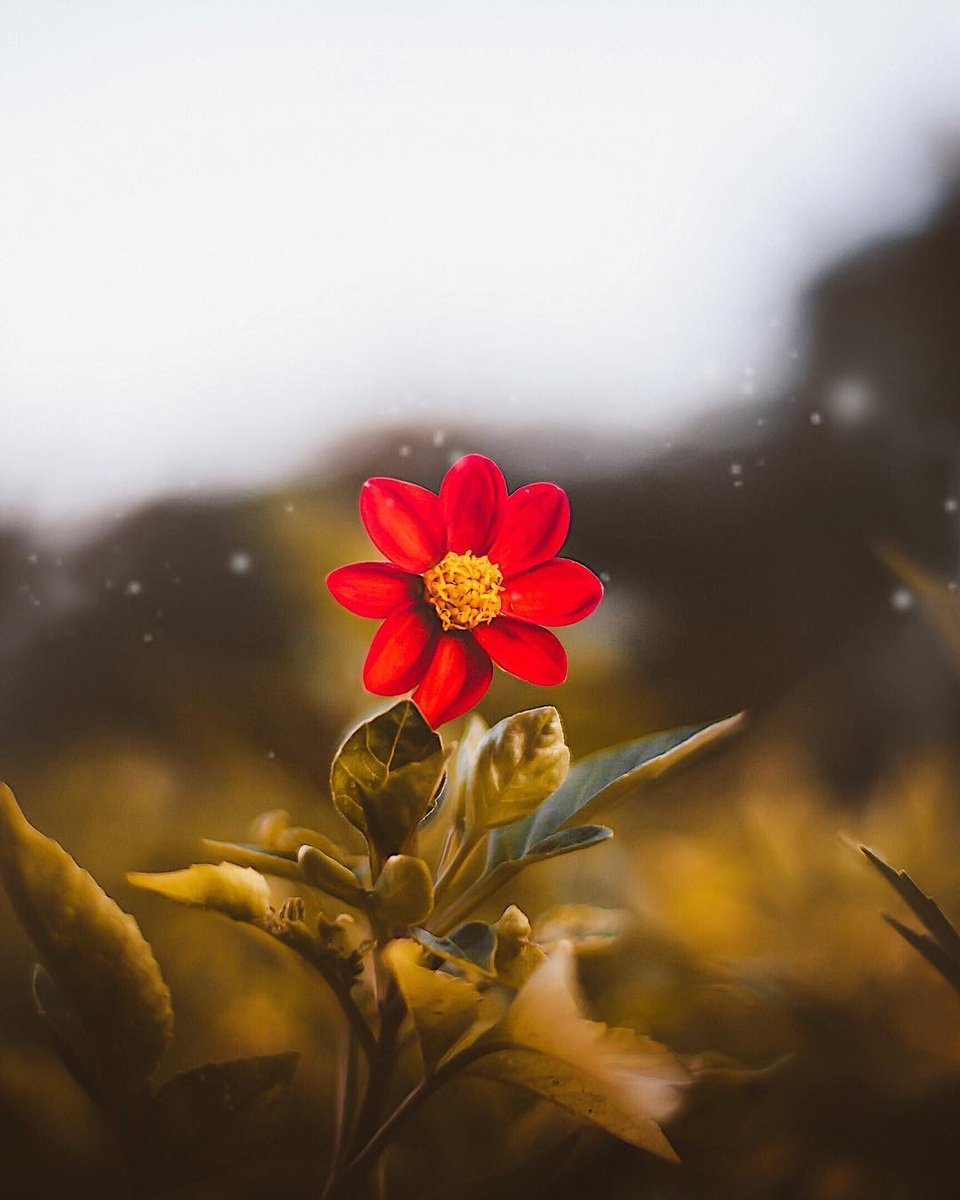 O çiçeği ben sulayıp büyüttüm başkası koparıp kokladı
