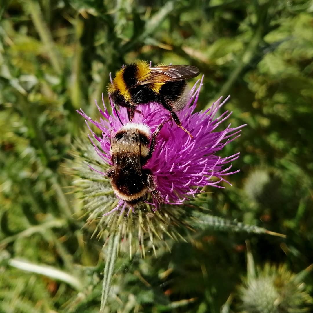 onvacationagain's tweet photo. Remembering some bee-utiful Summer days 🐝 
#WorldBeesWeekend #OutAnAbout #TheOutdoorCity #SheffieldIsSuper #SummerLovin https://t.co/6TX02V1gLX