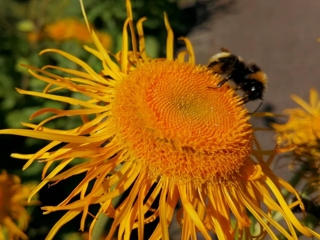 onvacationagain's tweet photo. Remembering some bee-utiful Summer days 🐝 
#WorldBeesWeekend #OutAnAbout #TheOutdoorCity #SheffieldIsSuper #SummerLovin https://t.co/6TX02V1gLX