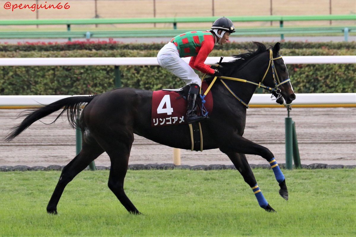 主に競走馬 馬術 Min T ミント