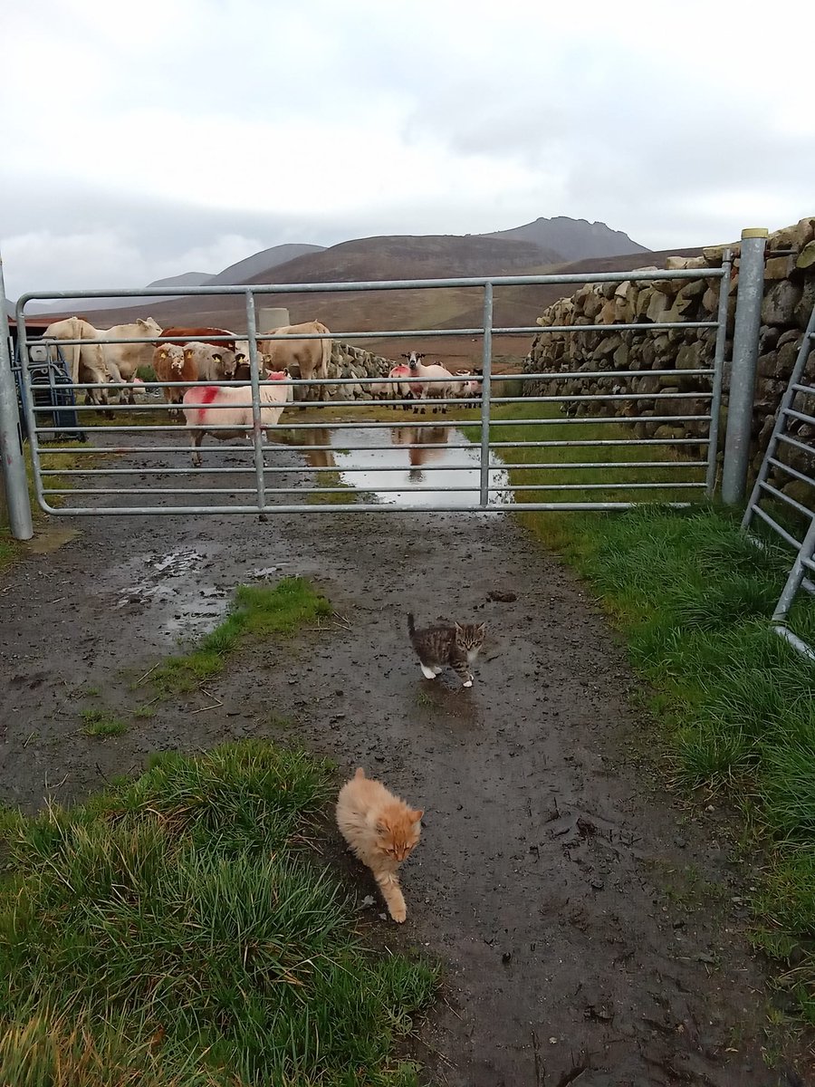 Beautiful Mourne Mountains, Co  #Down, N  #Ireland. Mournes are made up of 12 mountains with 15 peaks & include the famous Mourne wall (keeps sheep & cattle out of reservoir)! Area of Outstanding Natural Beauty. Partly  @NationalTrustNI. ©Daniel Mcevoy (with lovely cats!)  #caturday