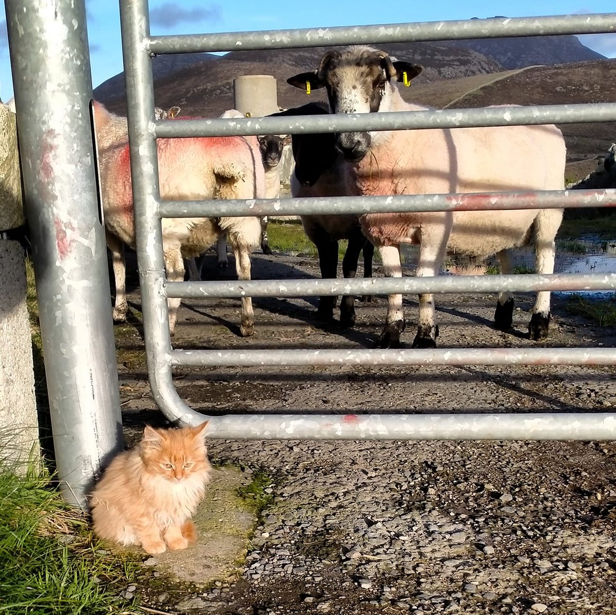 Beautiful Mourne Mountains, Co  #Down, N  #Ireland. Mournes are made up of 12 mountains with 15 peaks & include the famous Mourne wall (keeps sheep & cattle out of reservoir)! Area of Outstanding Natural Beauty. Partly  @NationalTrustNI. ©Daniel Mcevoy (with lovely cats!)  #caturday