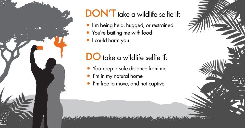 WAP_UScampaigns's tweet photo. Follow the #wildlifeselfiecode ALWAYS
👇📸
https://t.co/hN7PBYl0fF https://t.co/tXnDcNBhCG