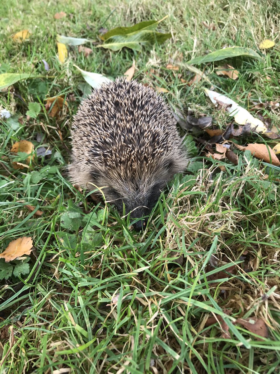 HogsHereford's tweet photo. Welcoming a new resident for the autumn. Definitely not one of us. ⁦@HerefordDiocese⁩ https://t.co/gPnJCpp9n9