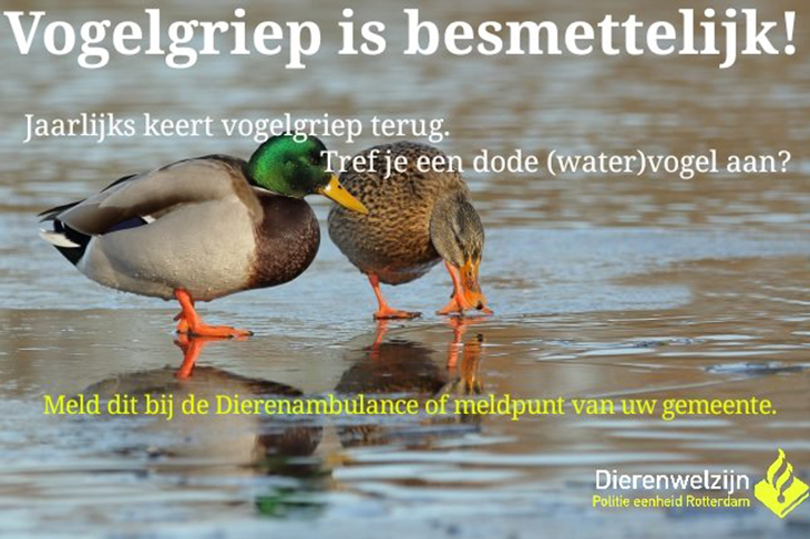 Politie waarschuwt: raak geen dode vogels aan! vlaardingen24.nl/nl/nieuws/112/… #Vlaardingen #vogelgriep