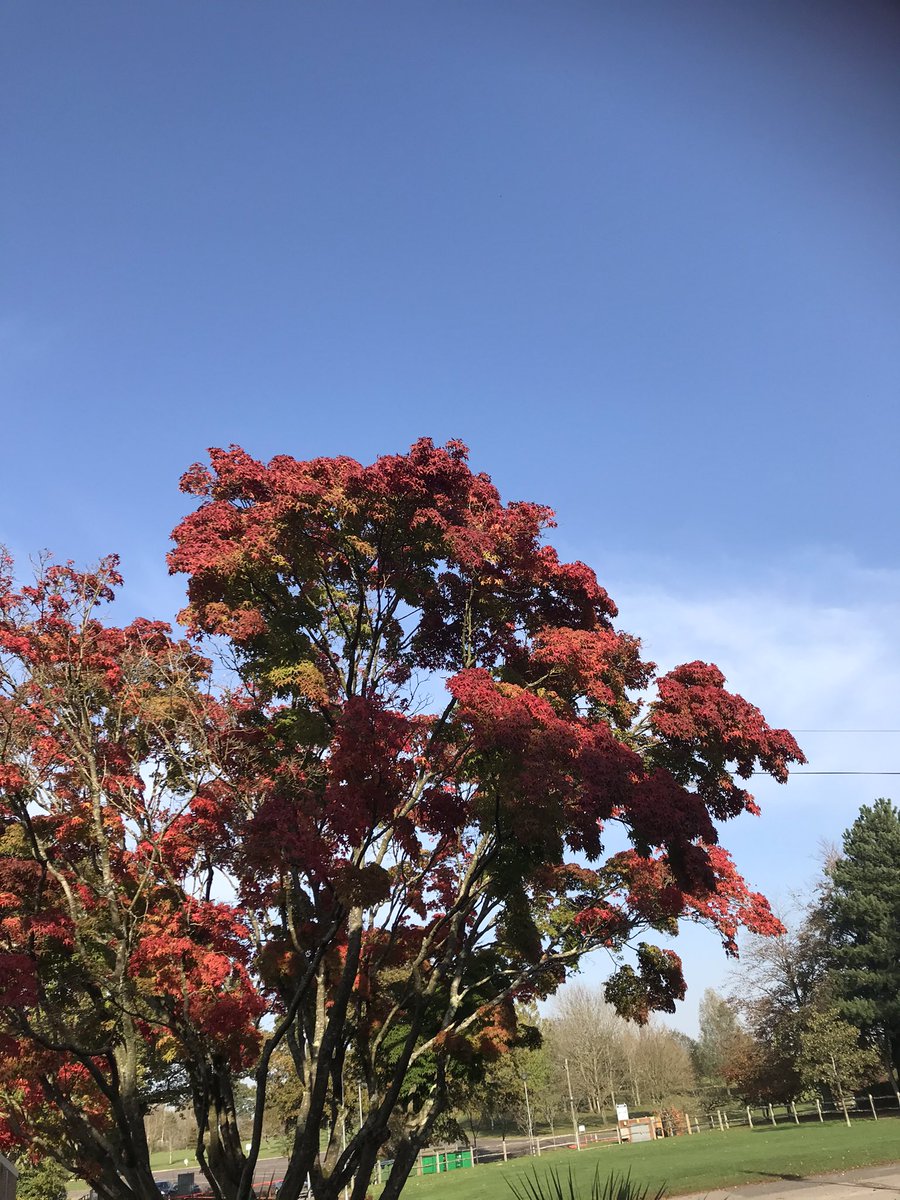 ChallisManning's tweet image. Stunning autumn colours  at beautiful Brinsbury! Our outstanding land based college. A wonderful place to learn and work @Brinsbury @ShelaghLegrave @Howard3Mark @hollands_alex @alisonb89847742 @Hackers__H @PaulBurry7  @CCLibraryteam