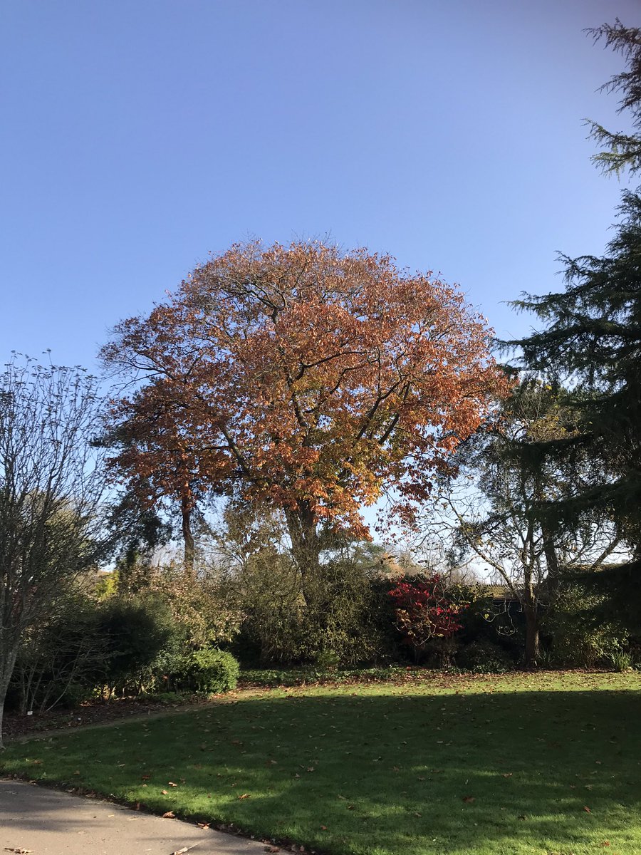 ChallisManning's tweet image. Stunning autumn colours  at beautiful Brinsbury! Our outstanding land based college. A wonderful place to learn and work @Brinsbury @ShelaghLegrave @Howard3Mark @hollands_alex @alisonb89847742 @Hackers__H @PaulBurry7  @CCLibraryteam
