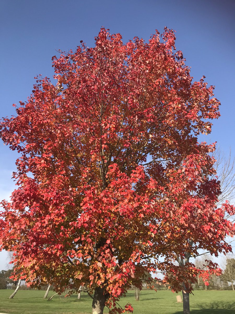 ChallisManning's tweet image. Stunning autumn colours  at beautiful Brinsbury! Our outstanding land based college. A wonderful place to learn and work @Brinsbury @ShelaghLegrave @Howard3Mark @hollands_alex @alisonb89847742 @Hackers__H @PaulBurry7  @CCLibraryteam