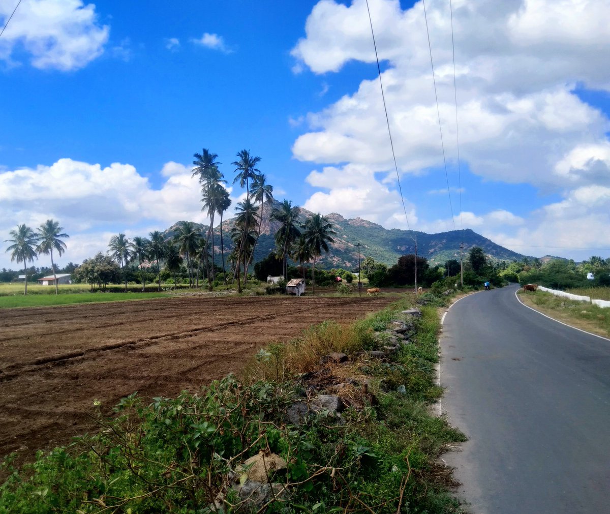 Here comes the beautiful pictures from the ride & the destination - Ponchori Malai  all wallpaper material Vividly lit Ponchori Malai & the road connecting to Veerapandi.வயல்களெல்லாம் உழுது பண்படுத்தப்பட்டு மழையால் நனையக் காத்திருக்கின்றன. #cycling  #countryroads /2