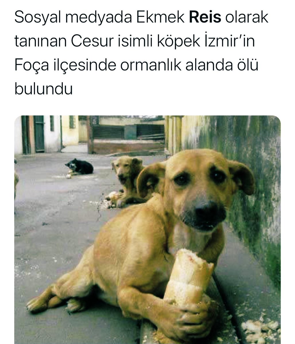 Bu resim hiçbir zaman komik değildi hiç de olmadı öyle bitti... #cumartesi