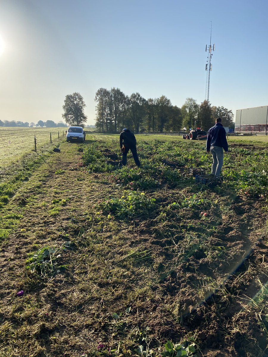 thenextcorso's tweet photo. De Stoepbelten zijn weer gerooid https://t.co/bhWjjDzVZm